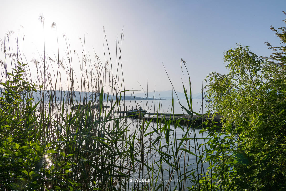 Schilfgürtel am Ufer des Zürichsees