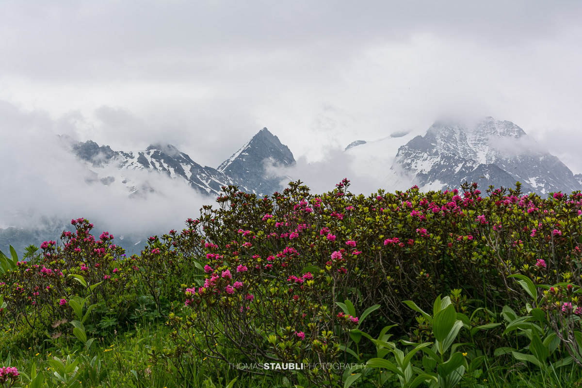 Alpenrosen im Maderanertal