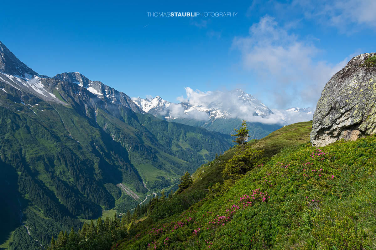 Blick vom Höhenweg im Maderanertal zum teilweise wolkenverhangenen Bristen mit Alpenrosen und grünen Berghängen.