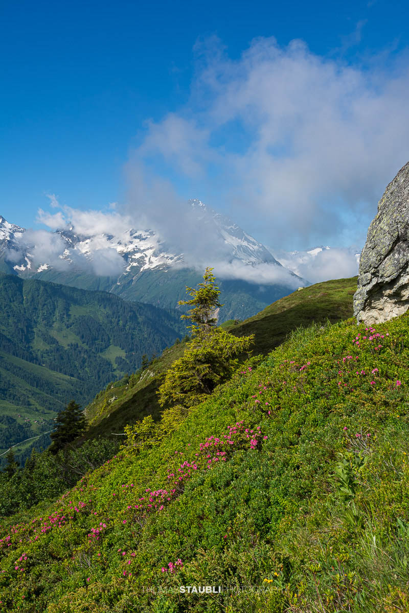 Blick vom Höhenweg im Maderanertal zum teilweise wolkenverhangenen Bristen mit Alpenrosen und grünen Berghängen.