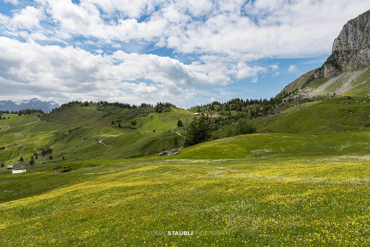 Blühende Bergwiesen bei der Ruogig-Hüenderegg mit sanften Alpwiesen und den Gipfeln der Urner Alpen im Hintergrund.
