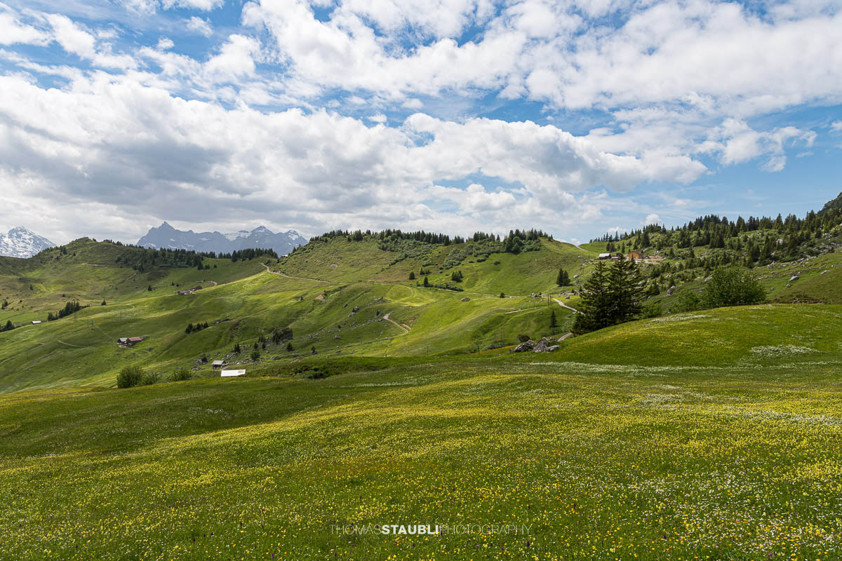Blühende Bergwiesen bei der Ruogig-Hüenderegg mit sanften Alpwiesen und den Gipfeln der Urner Alpen im Hintergrund.