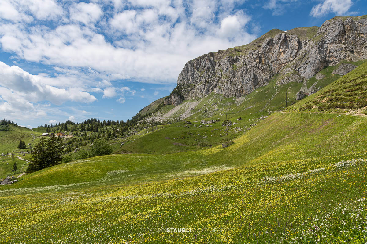Blühende Bergwiesen bei der Ruogig-Hüenderegg mit sanften Alpwiesen und den Gipfeln der Urner Alpen im Hintergrund.