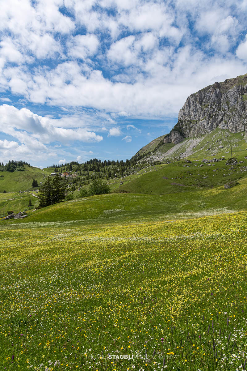 Blühende Bergwiesen bei der Ruogig-Hüenderegg mit sanften Alpwiesen und den Gipfeln der Urner Alpen im Hintergrund.