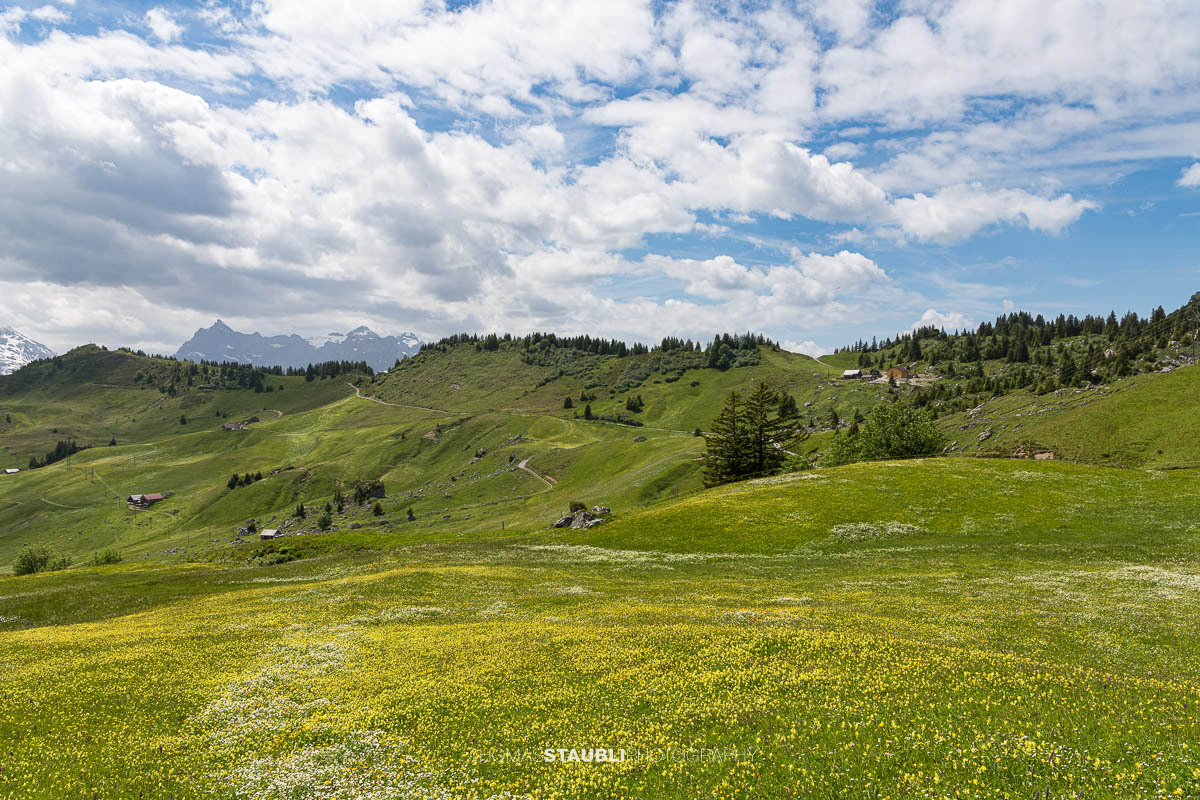 Blühende Bergwiesen bei der Ruogig-Hüenderegg mit sanften Alpwiesen und den Gipfeln der Urner Alpen im Hintergrund.