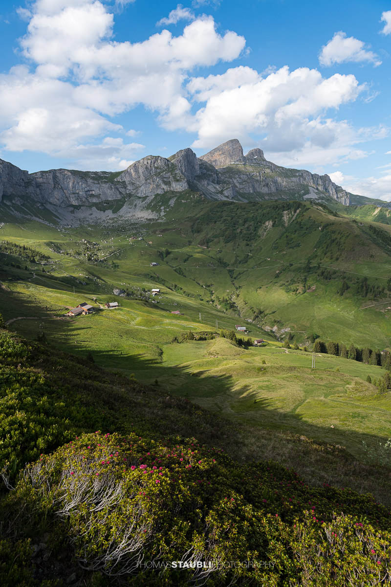 Aussicht von der Hüenderegg auf grüne Alpweiden und die Berglandschaft im Schächental.