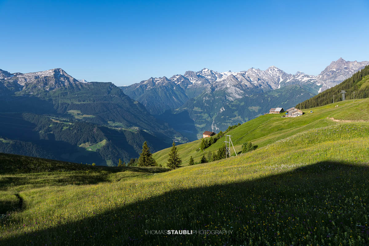 blühende Alpwiesen bei Ruogig mit Blick zu den Urner Alpen