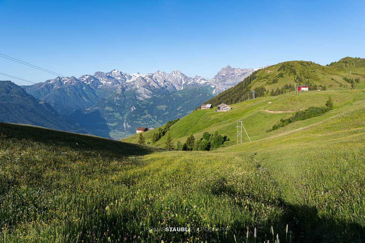 blühende Alpwiesen bei Ruogig mit Blick zu den Urner Alpen