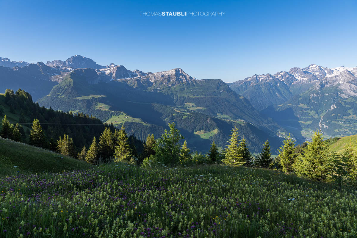 blühende Alpwiesen bei Ruogig mit Blick zu den Urner Alpen