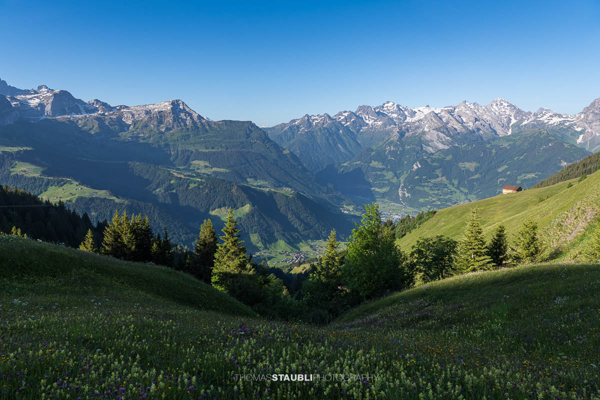 blühende Alpwiesen bei Ruogig mit Blick zu den Urner Alpen
