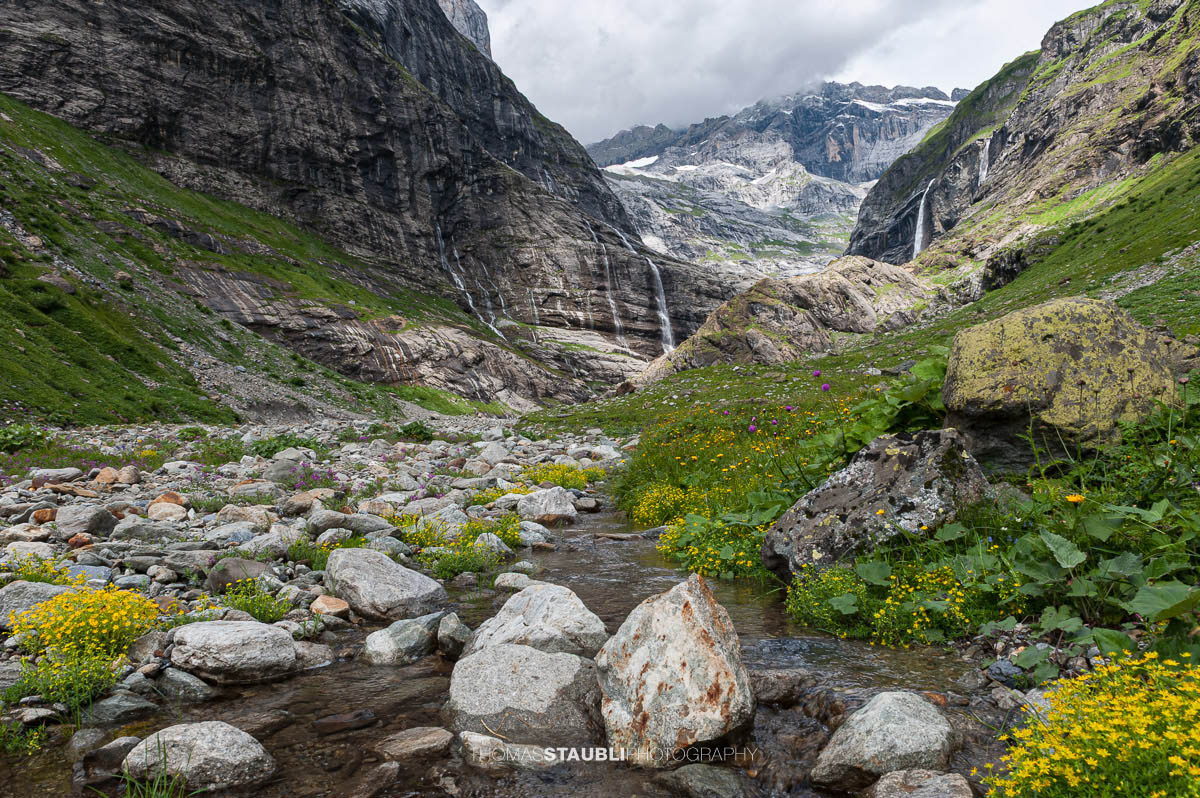 Alpenblumen am Chärstelenbach vor den Wasserfällen und Gipfeln des hinteren Maderanertals.