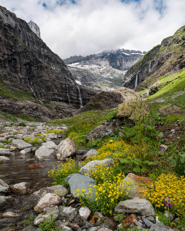 Alpenblumen am Chärstelenbach vor den Wasserfällen und Gipfeln des hinteren Maderanertals.
