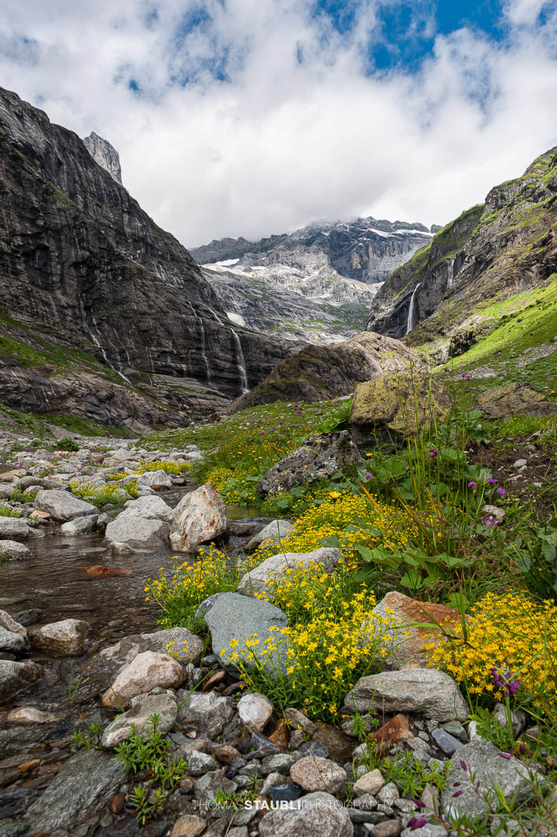 Alpenblumen am Chärstelenbach vor den Wasserfällen und Gipfeln des hinteren Maderanertals.