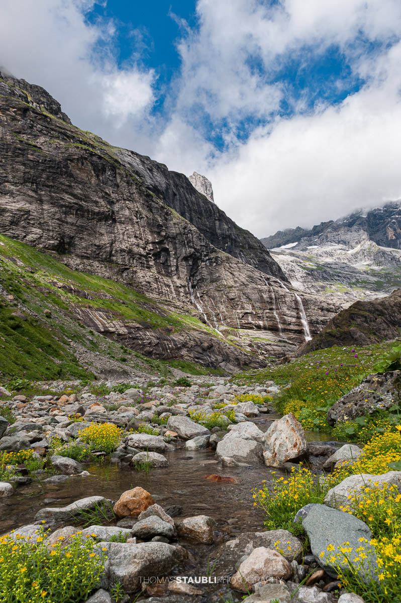 Alpenblumen am Chärstelenbach vor den Wasserfällen und Gipfeln des hinteren Maderanertals.