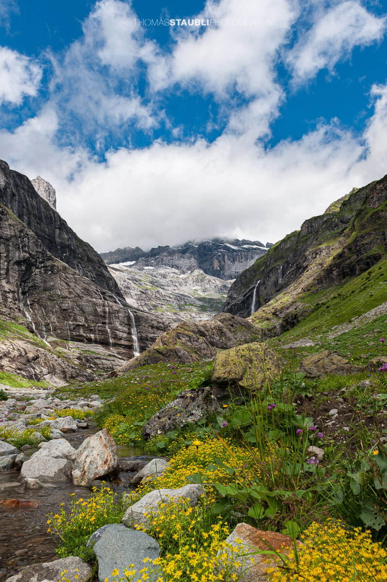 Alpenblumen am Chärstelenbach vor den Wasserfällen und Gipfeln des hinteren Maderanertals.