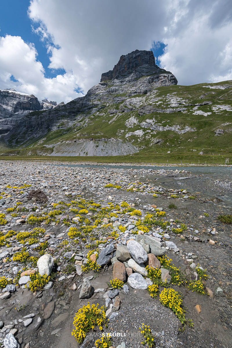 Gelber Steinbrech bei Ober Sand vor dem Geissbützistock in den Glarner Alpen.