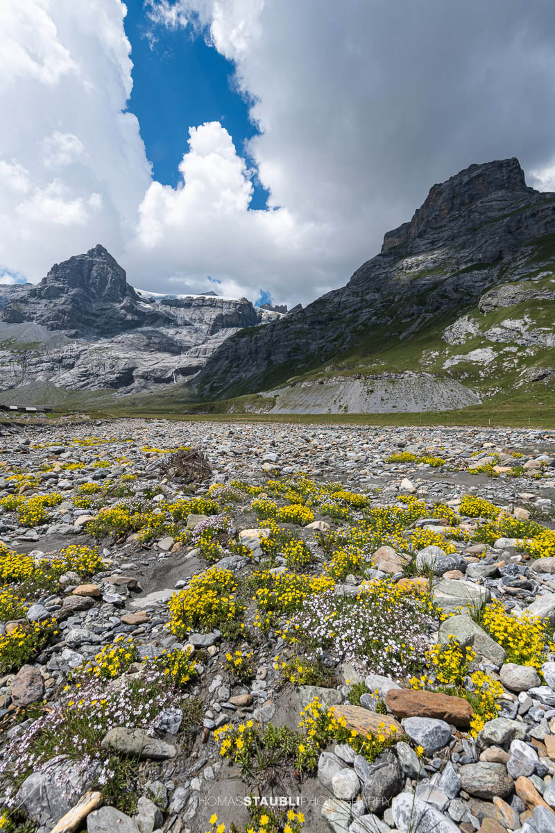 Gelber Steinbrech bei Ober Sand vor dem Vorder Spitzalpelistock und dem Geissbützistock in den Glarner Alpen.
