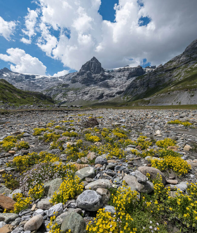 Gelber Steinbrech bei Ober Sand vor dem Vorder Spitzalpelistock in den Glarner Alpen.