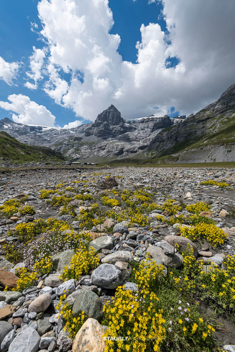 Gelber Steinbrech bei Ober Sand vor dem Vorder Spitzalpelistock in den Glarner Alpen.