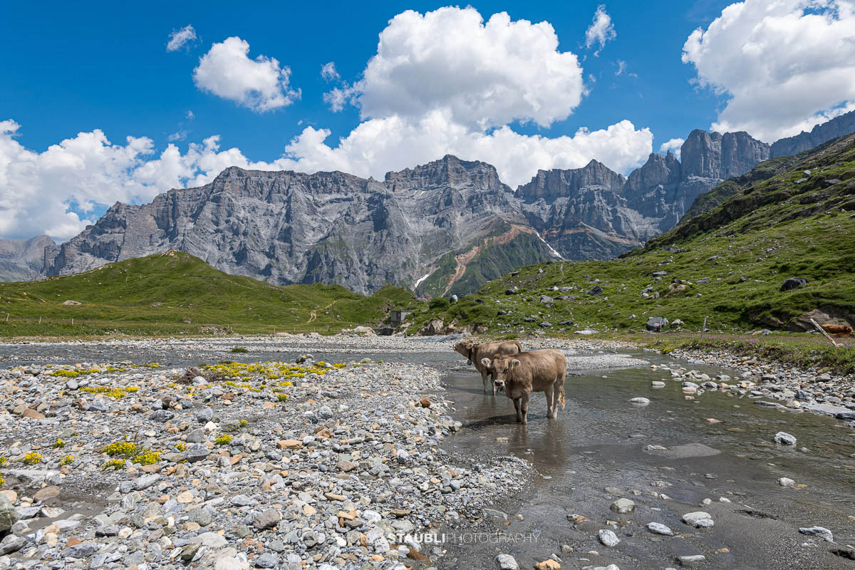 Kälber im Oberstafelbach auf Ober Sand auf der Alp Chuestäfeli im Kanton Glarus.
