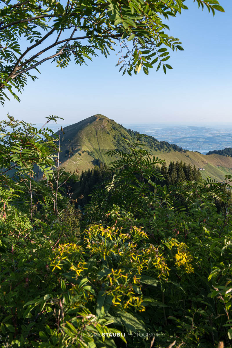 Aussicht vom Musenalper Grat auf das Buochserhorn mit grünen Alpweiden und der Zentralschweizer Hügellandschaft.