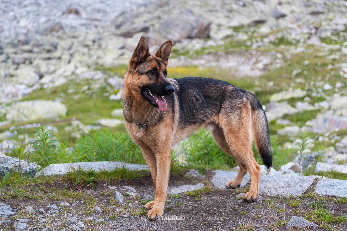 Schäferhund auf der Bergseehütte hoch über dem Göschenertal.