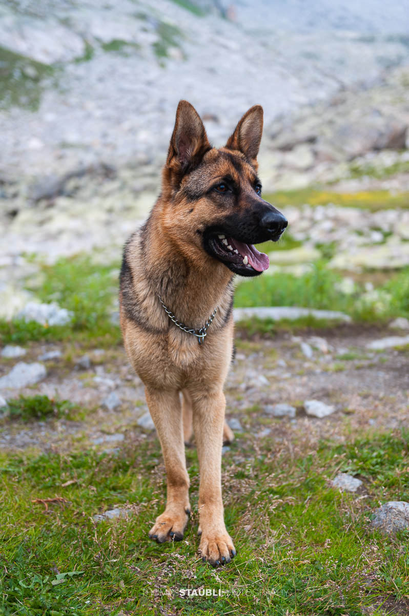 Schäferhund auf der Bergseehütte hoch über dem Göschenertal.