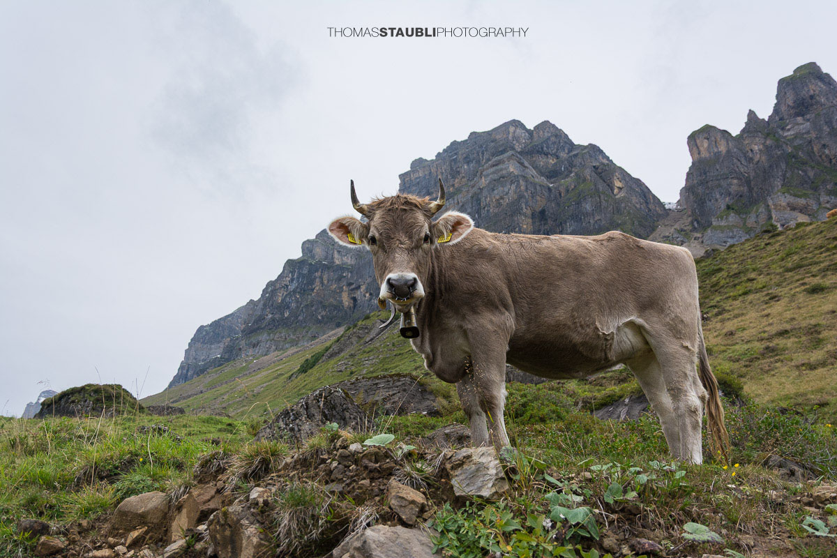 Braunes Rind auf der Seenalp vor der eindrucksvollen Bergkulisse im Kanton Uri.