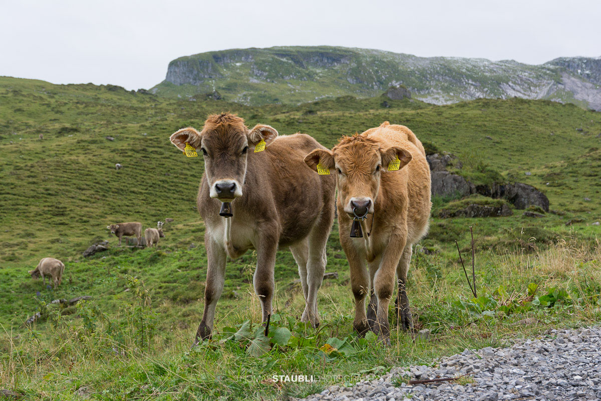 Kälber auf der Seenalp vor der eindrucksvollen Bergkulisse im Kanton Uri.