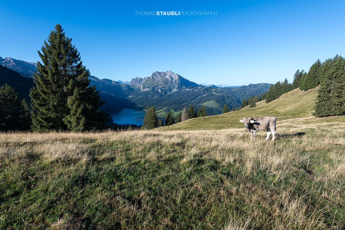 Kuh auf der Schwarzenegghöchi, im Hintergrund der Wägitalersee mit dem Fluebrig