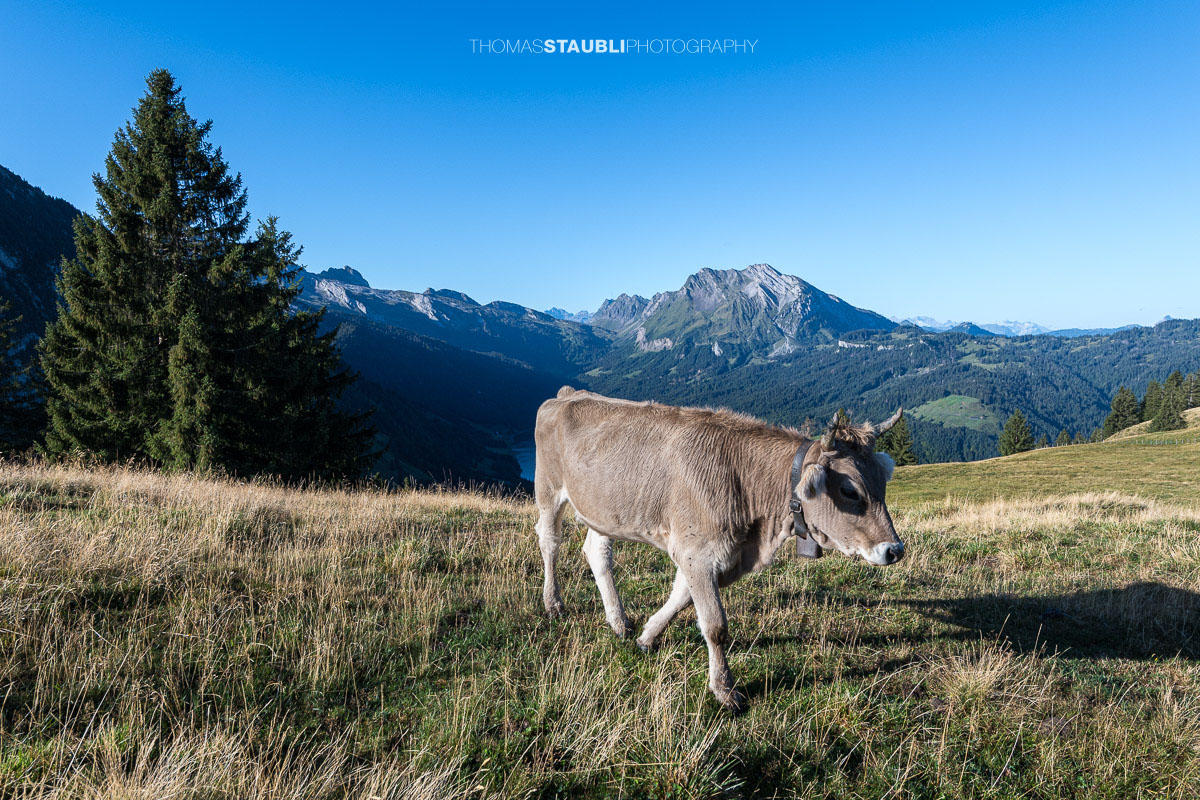 Kuh auf der Schwarzenegghöchi, im Hintergrund der Wägitalersee mit dem Fluebrig