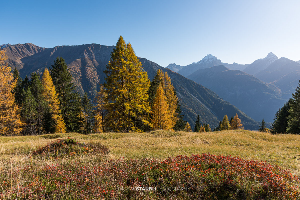 goldgelbe Lärchen auf der Wiesner Alp
