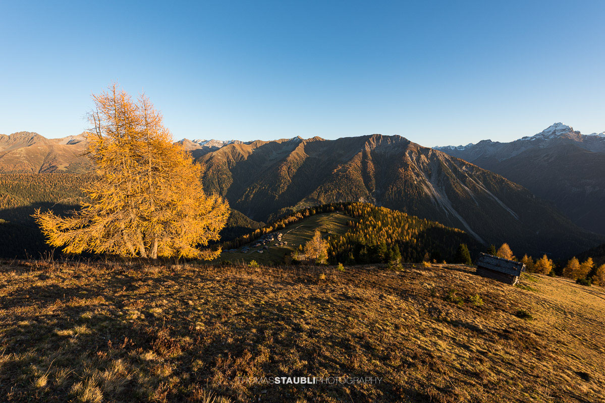 letzte warme Sonnenstrahlen bescheinen die herbstlichen Lärchen auf der Wiesner Alp
