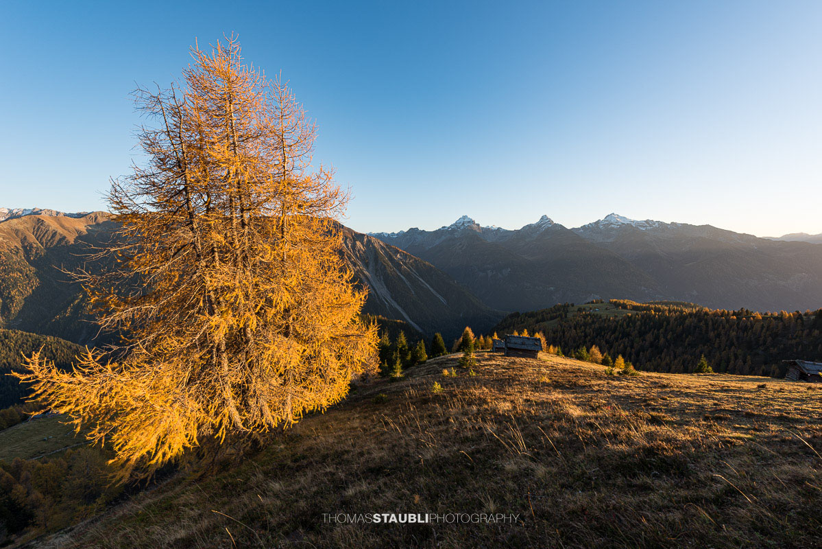 letzte warme Sonnenstrahlen bescheinen die herbstlichen Lärchen auf der Wiesner Alp