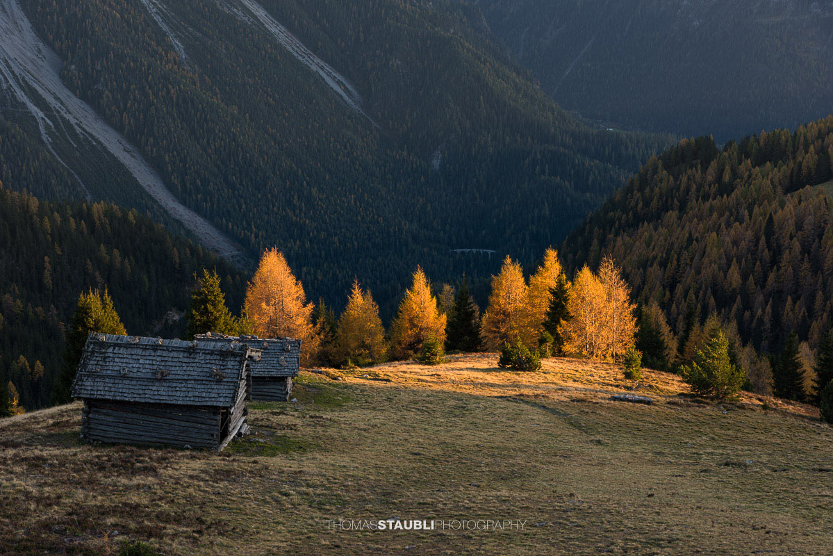 letzte warme Sonnenstrahlen bescheinen die herbstlichen Lärchen auf der Wiesner Alp