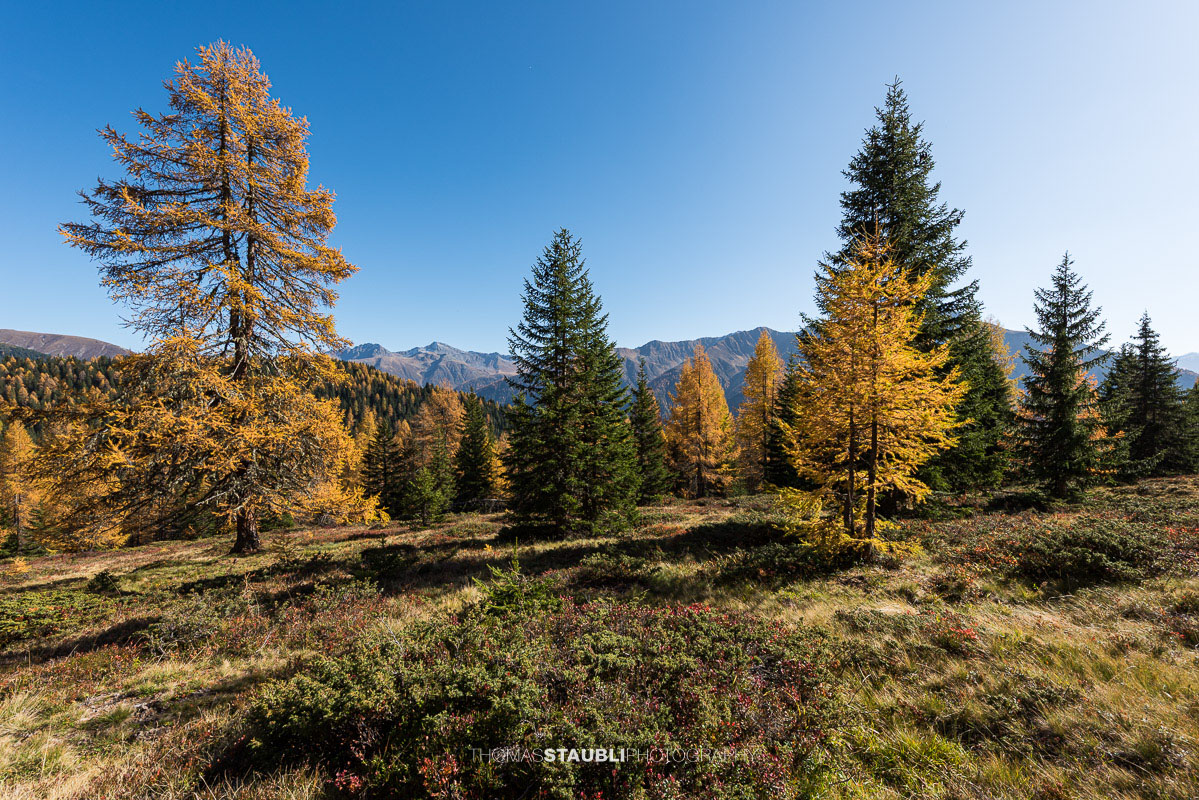 goldgelbe Lärchen auf der Schmittner Alp