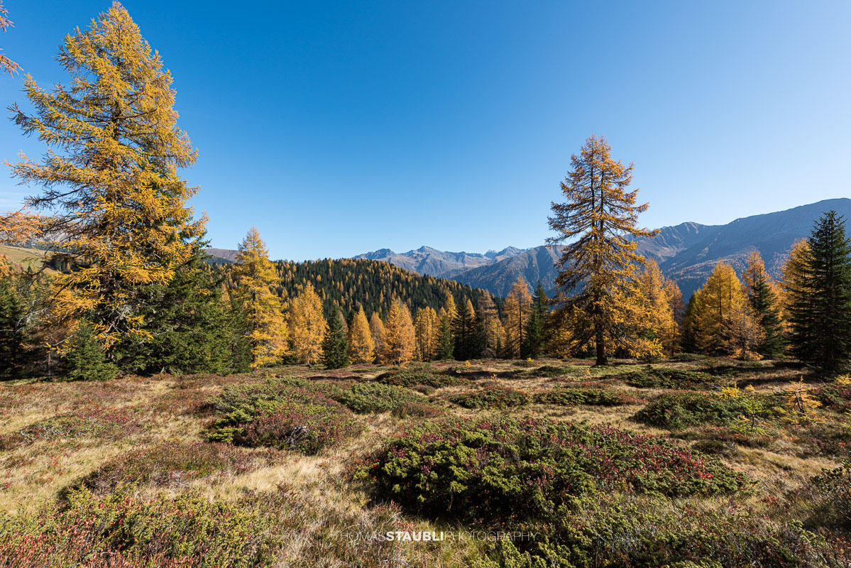 goldgelbe Lärchen auf der Schmittner Alp