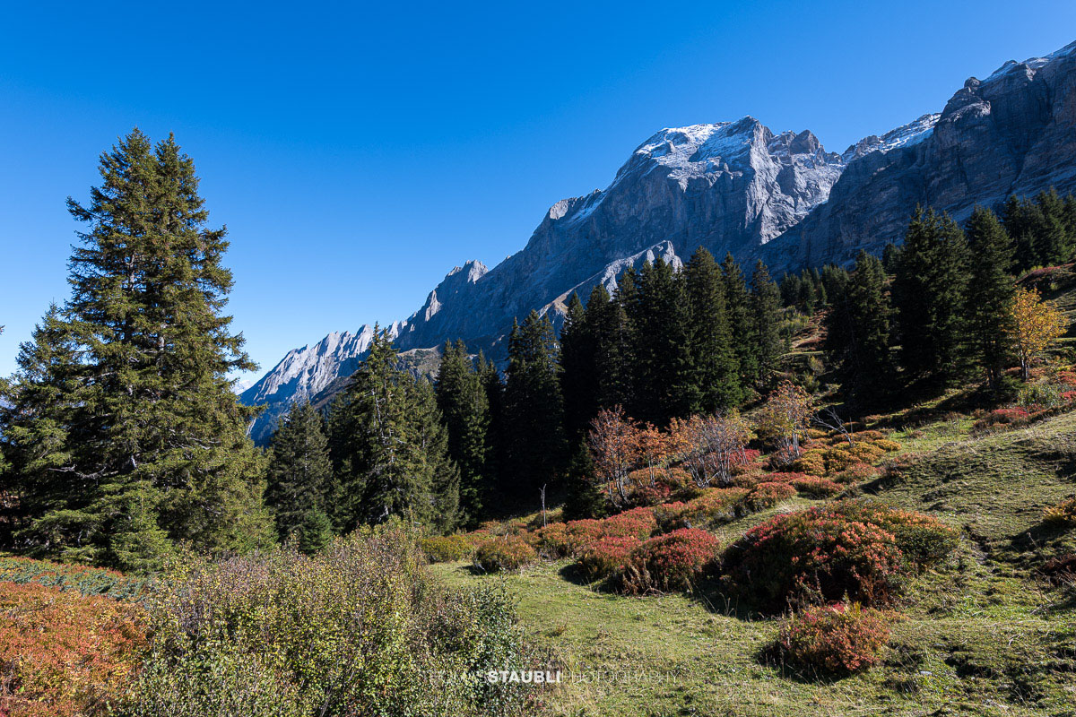 Rot und orange gefärbte Heidelbeersträucher im herbstlichen Rychenbachtal, dahinter das markante Wellhorn und die umliegenden Berggipfel.