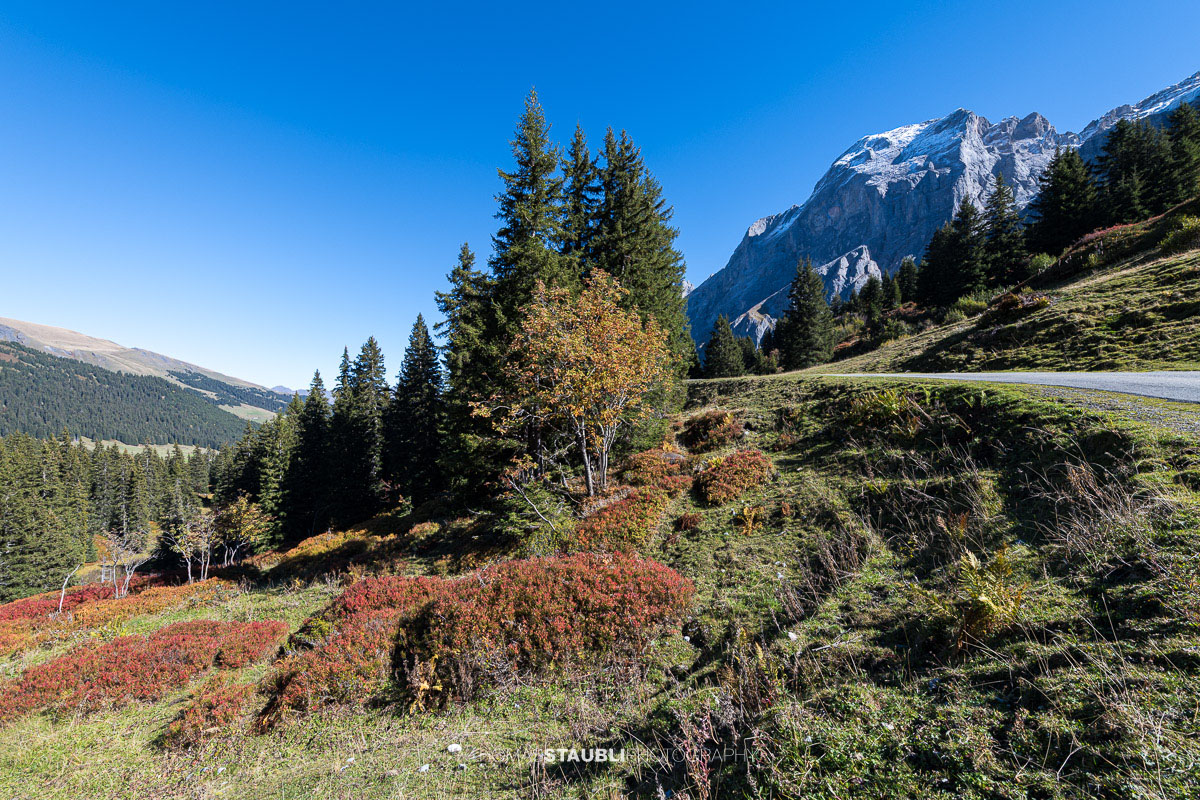 Rot und orange gefärbte Heidelbeersträucher im herbstlichen Rychenbachtal, dahinter das markante Wellhorn und die umliegenden Berggipfel.