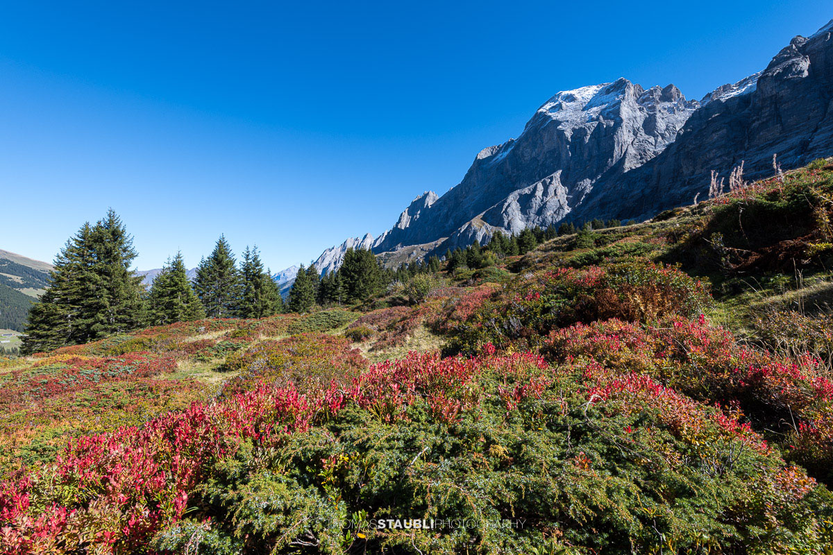 Rot und orange gefärbte Heidelbeersträucher im herbstlichen Rychenbachtal, dahinter das markante Wellhorn und die umliegenden Berggipfel.