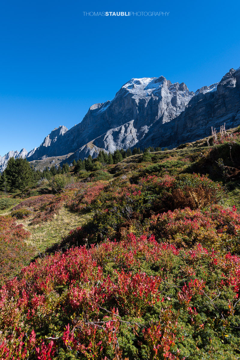 Rot und orange gefärbte Heidelbeersträucher im herbstlichen Rychenbachtal, dahinter das markante Wellhorn und die umliegenden Berggipfel.