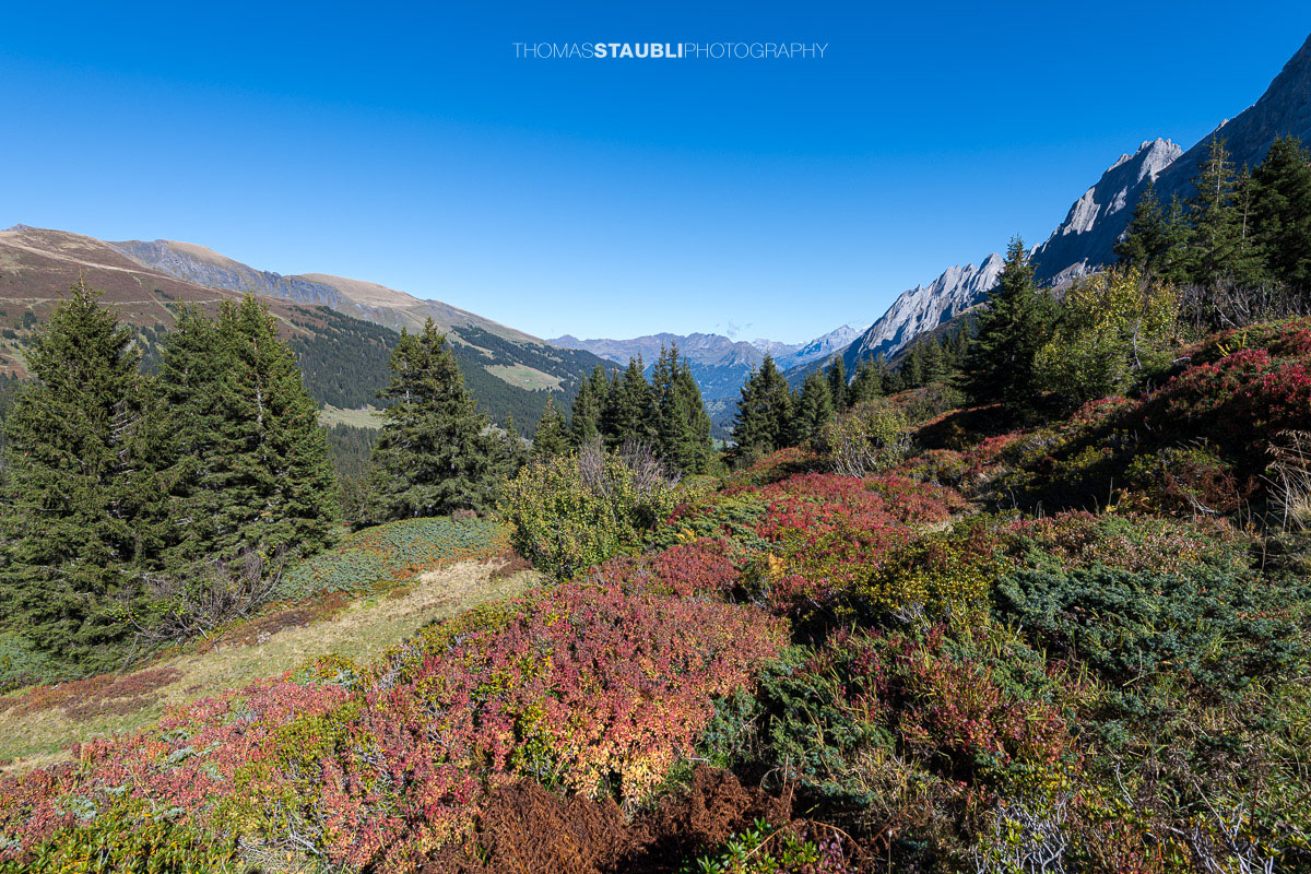 Rot und orange gefärbte Heidelbeersträucher im herbstlichen Rychenbachtal, dahinter das markanten Engelhörner und die umliegenden Berggipfel.